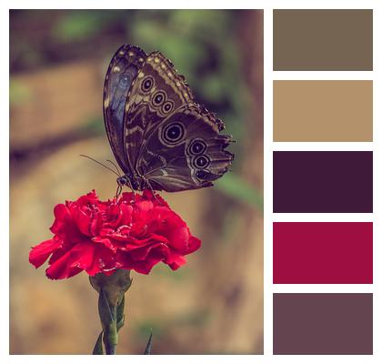 Pollination Butterfly Red Flower Image